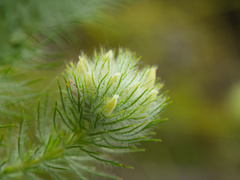 Aspalathus chenopoda