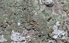 Melanohalea subolivacea