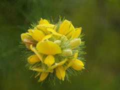 Aspalathus chenopoda