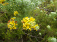 Aspalathus chenopoda