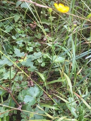 Ranunculus montanus