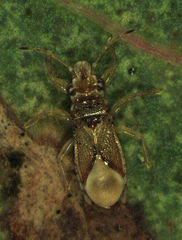 Thaumastocoris peregrinus