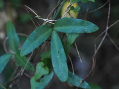 Tetrastigma formosanum