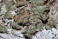 Melanohalea subolivacea