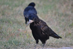 Corvus frugilegus
