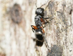Polyrhachis femorata