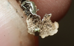 Melanohalea subolivacea