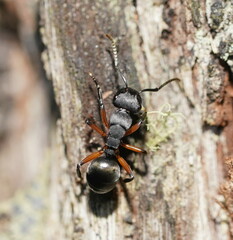 Polyrhachis femorata