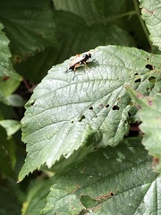 Pimpla rufipes