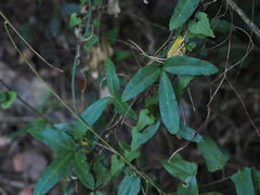 Tetrastigma formosanum