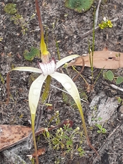 Caladenia venusta
