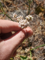 Eriogonum elatum