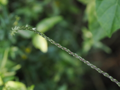 Achyranthes