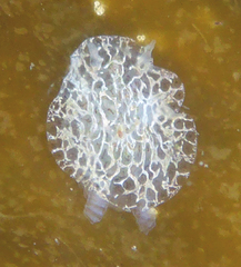 Corambe steinbergae