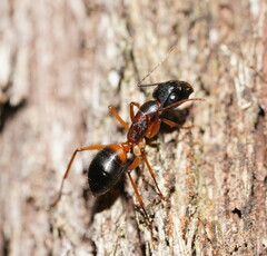 Camponotus consobrinus