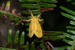 Artaxa