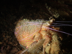 Pagurus prideaux