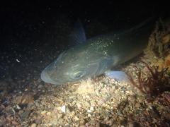 Dicentrarchus labrax