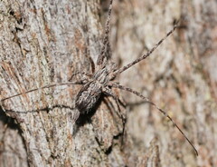 Tamopsis