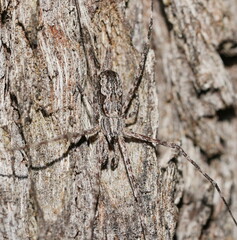 Tamopsis