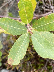 Salix atrocinerea