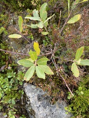 Salix atrocinerea