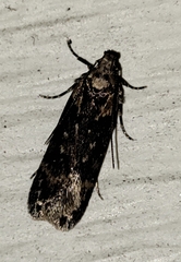Hofmannophila pseudospretella