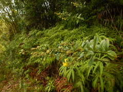 Crotalaria berteroana