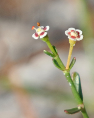Euphorbia polyphylla