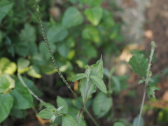 Achyranthes