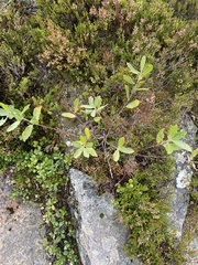 Salix atrocinerea