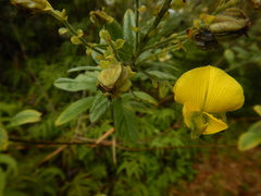 Crotalaria berteroana