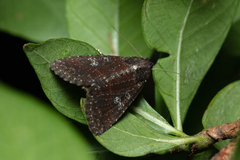 Condica illecta