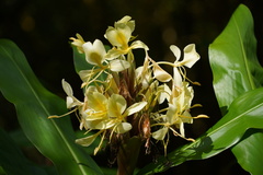 Hedychium