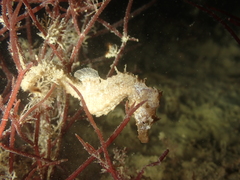 Hippocampus hippocampus