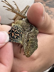 Anolis aequatorialis