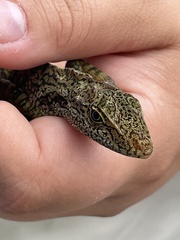 Anolis aequatorialis