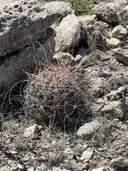 Hamatocactus hamatacanthus hamatacanthus