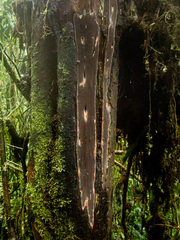 Tinctoporellus epimiltinus