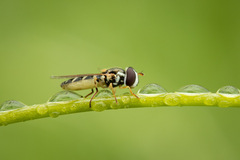Allograpta hortensis