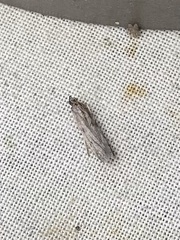 Phycitodes reliquellum