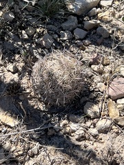 Coryphantha echinus