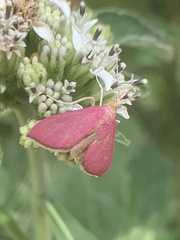 Pyrausta nexalis