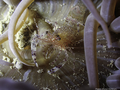 Periclimenes sagittifer