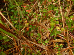 Dissotis decumbens
