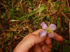 Dissotis decumbens