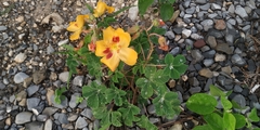 Cochlospermum