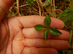 Dissotis decumbens