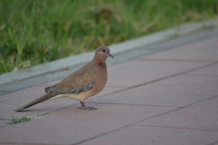 Streptopelia senegalensis