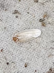 Antaeotricha albulella